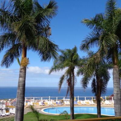 palm1
