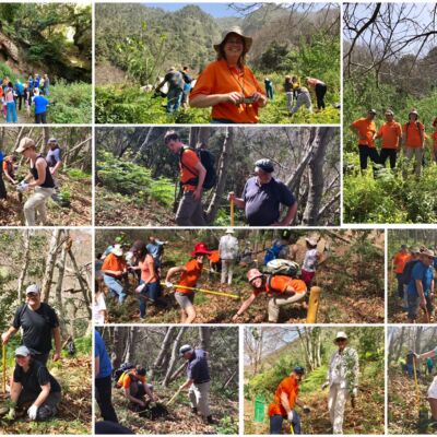 reforestacion 2