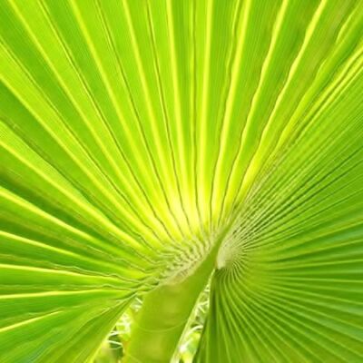 palmeras
