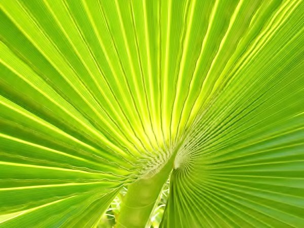 palmeras