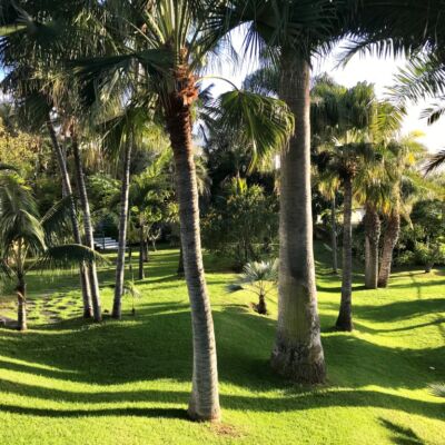 HT jardin 2