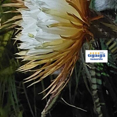 Hotel-Tigaiga-11