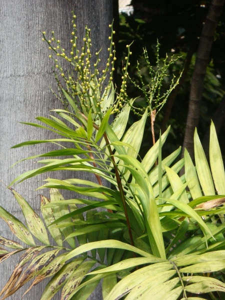 Chamaedorea costaricana