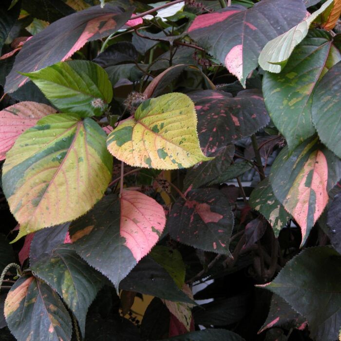 Acalifa wilkesiana macrophylla