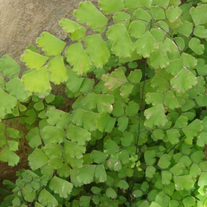 Culantrillo