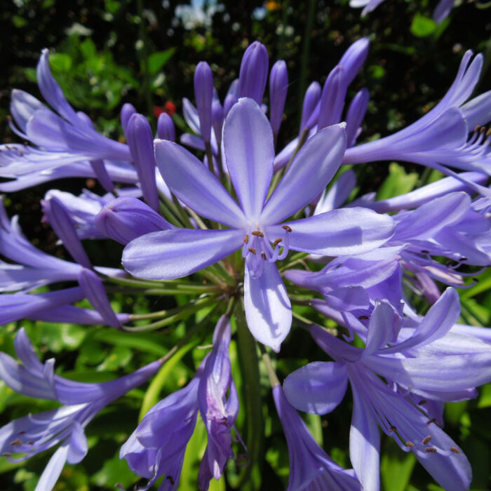 Blue African Lily