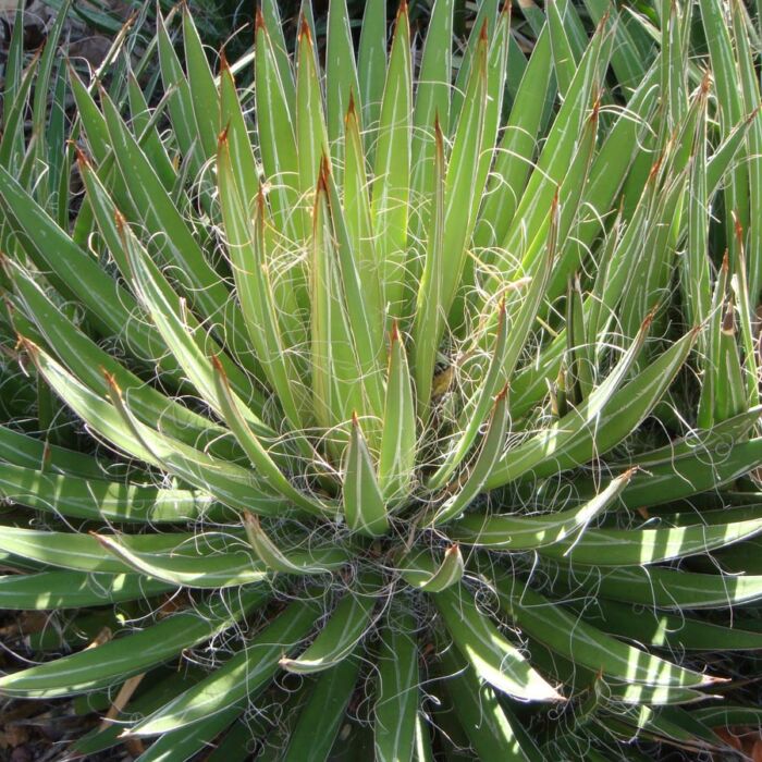 Agave filifera