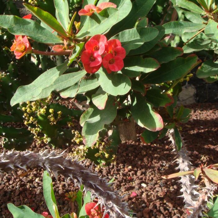 Corona de espinas