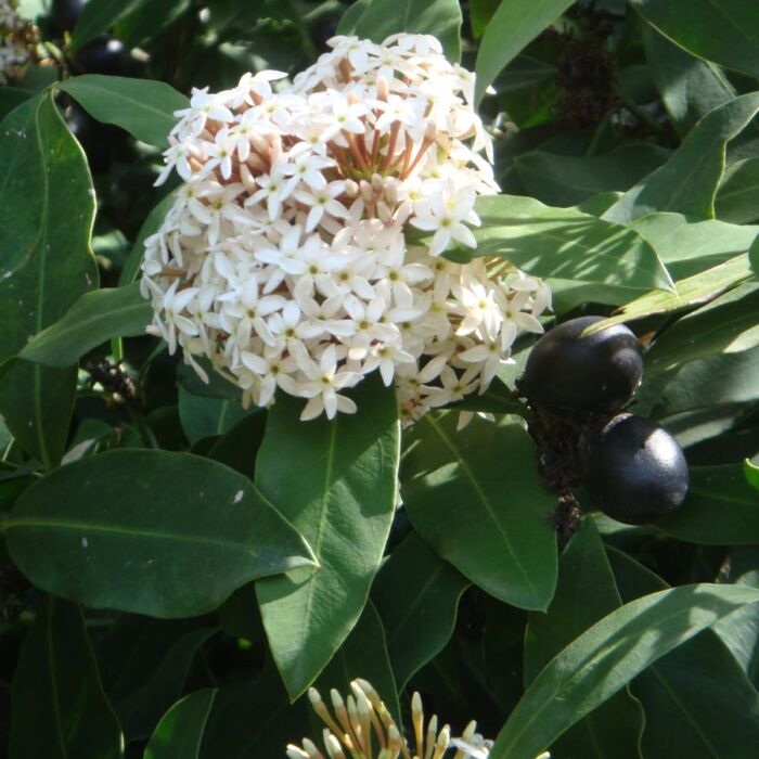 Afrikanisches Schöngift