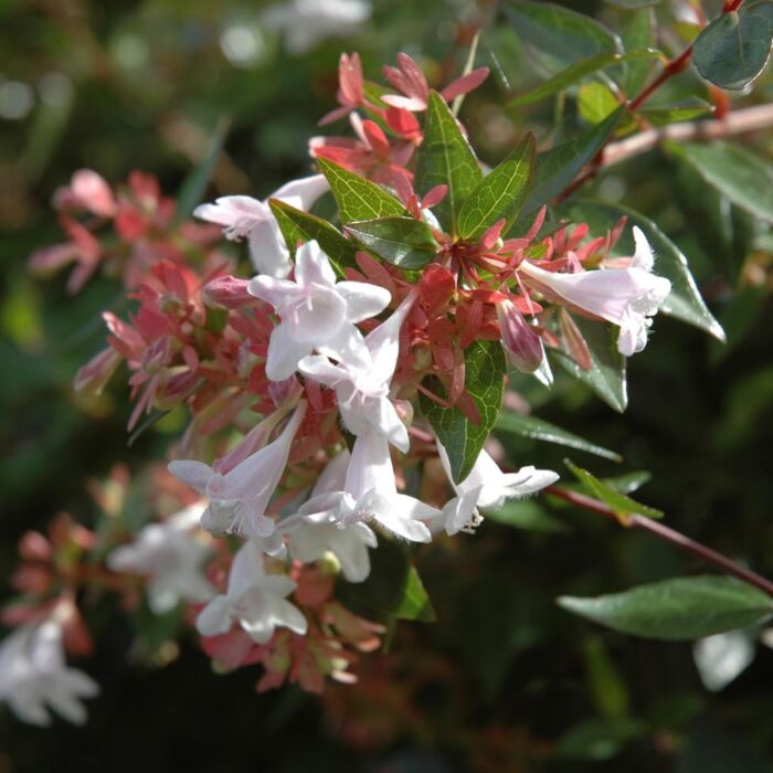 Abelia