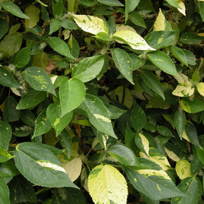 Acalypha wilkesiana Java white