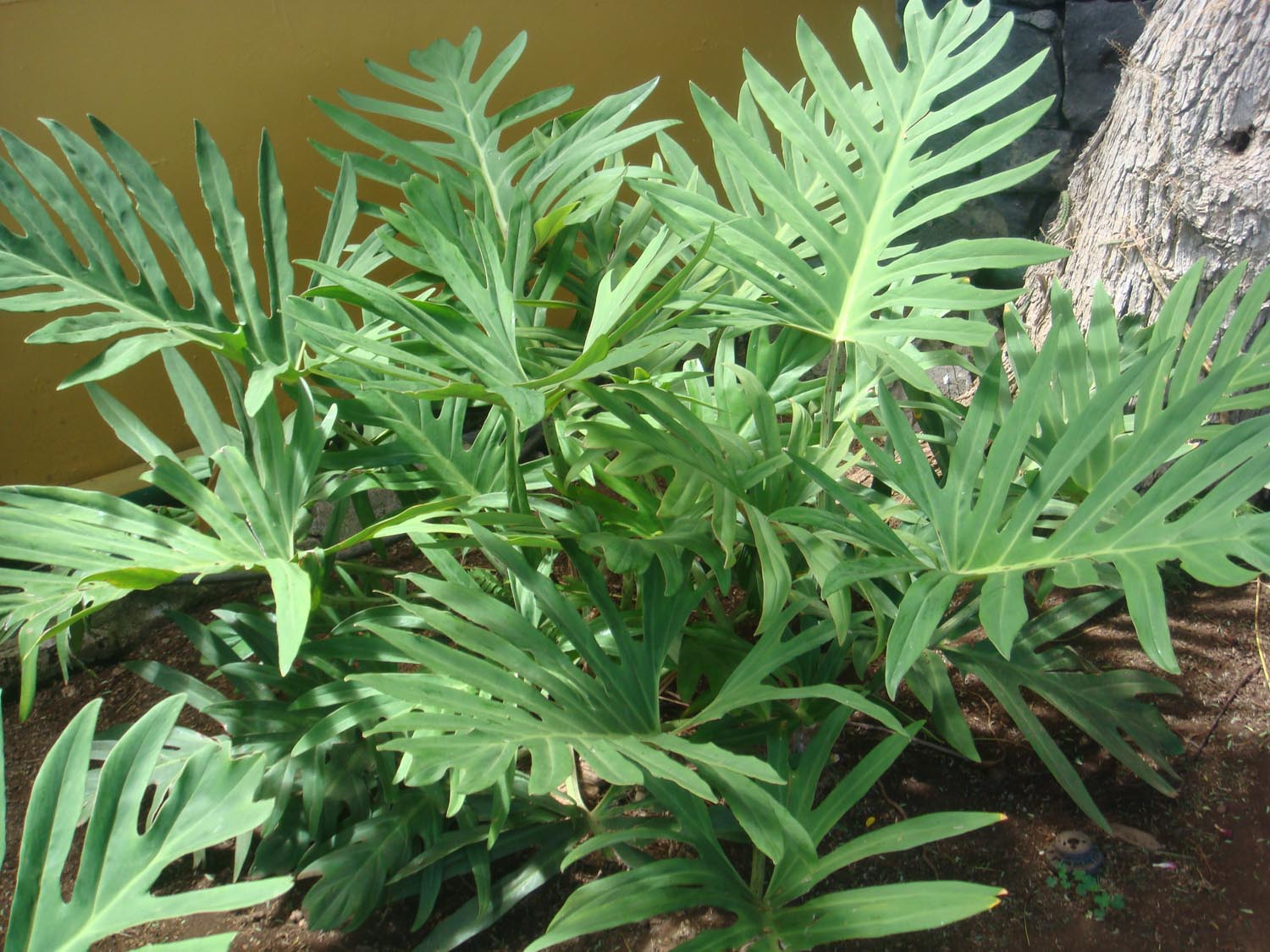 Baum-Philodendron  Hotel Tigaiga