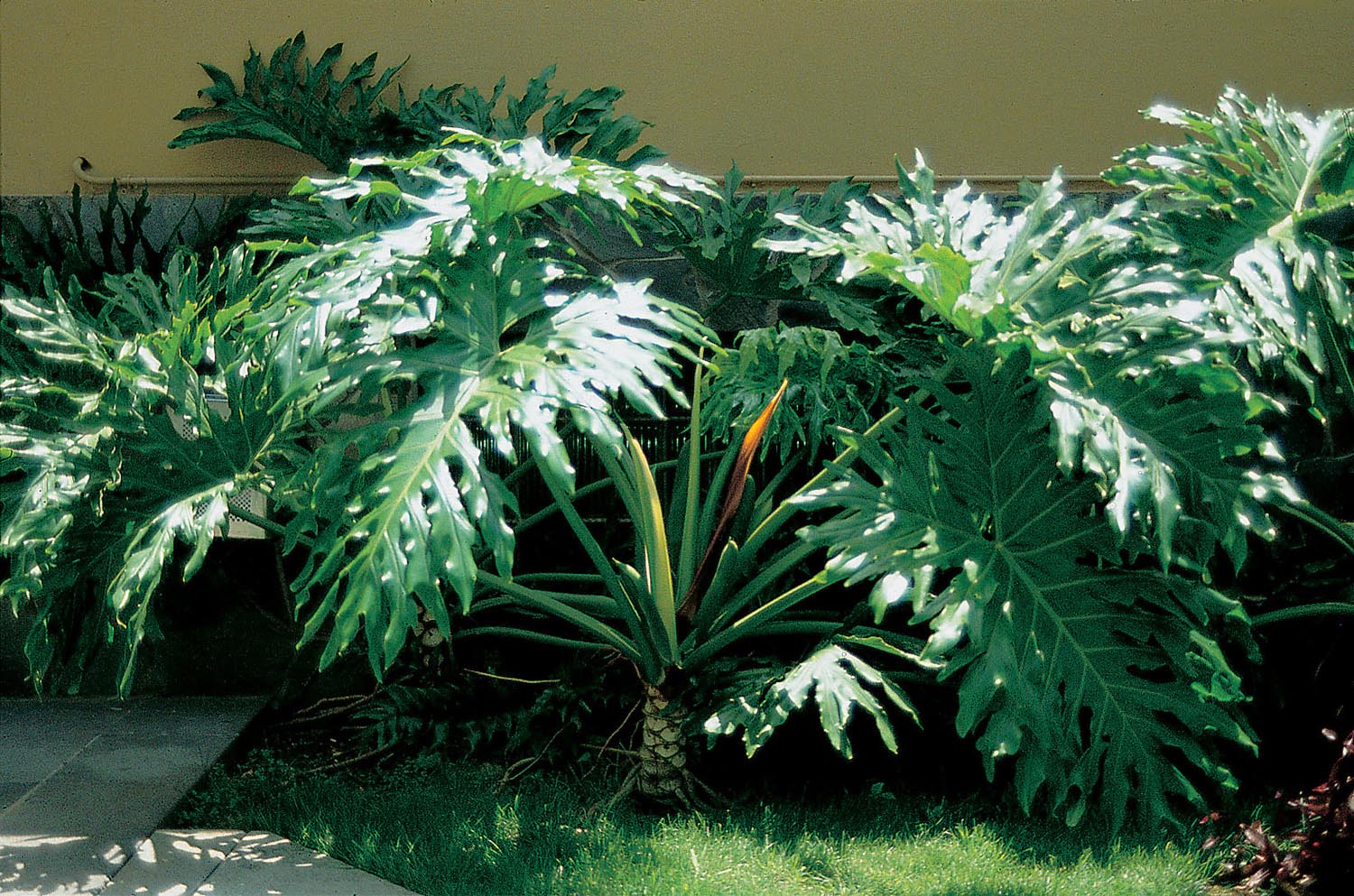 philodendron pink marble Philodendron Pink Princess Marble Notched and Blotched main image 1