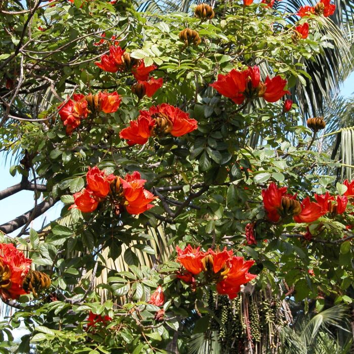 Afrikanischer Tulpenbaum