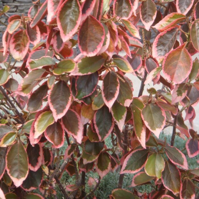 Acalifa wilkesiana marginata