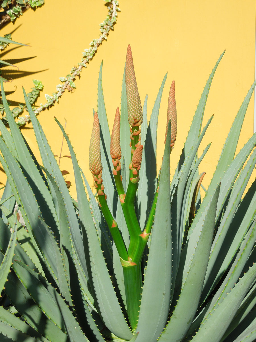 alterra aloe vera gel Alterra Aloe Vera Gel 100 ml main image 0