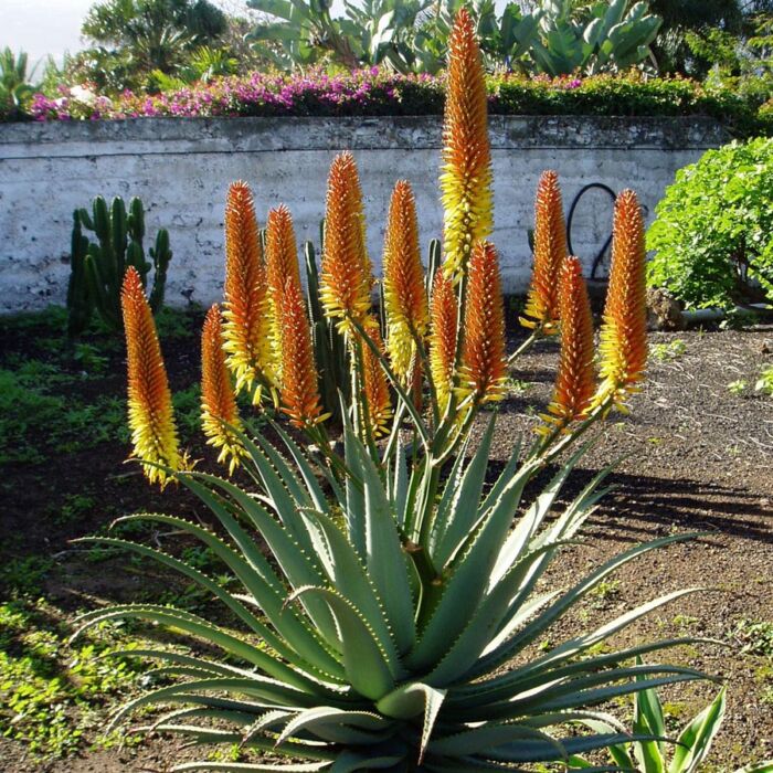 Aloe mutabilis