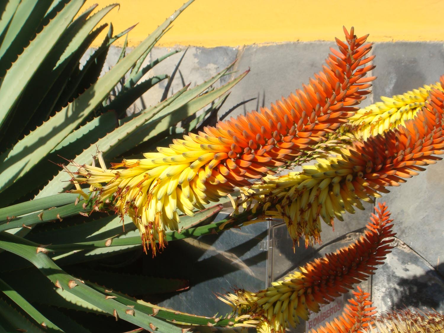 aloe barbadensis kaufen Aloe Vera
