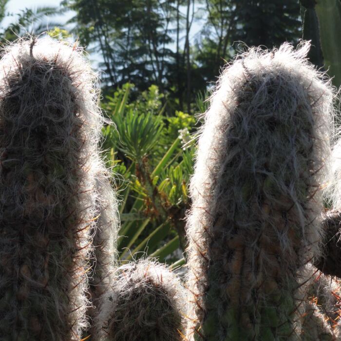 Alter Mann von den Anden