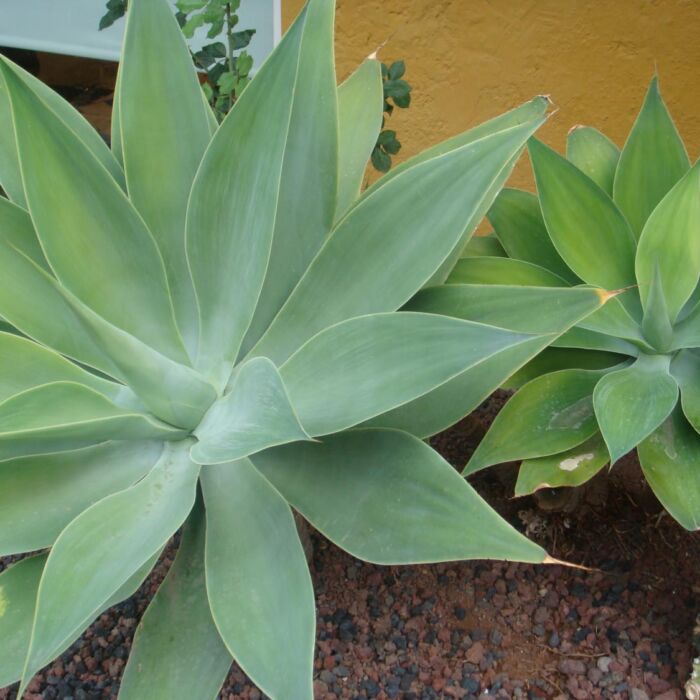 Agave – Familie