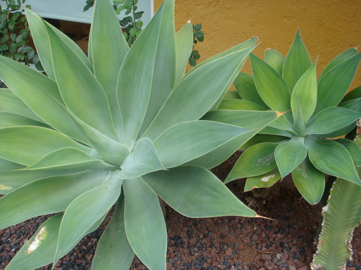 Agave  family  Hotel Tigaiga