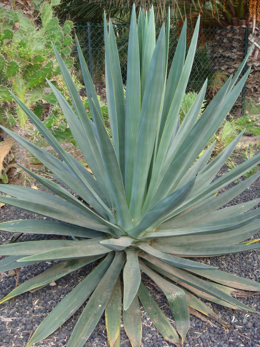 sirop de agave Sirop de Agave Light Ecologic BIO 250ml/350g – NIAVIS main image 1