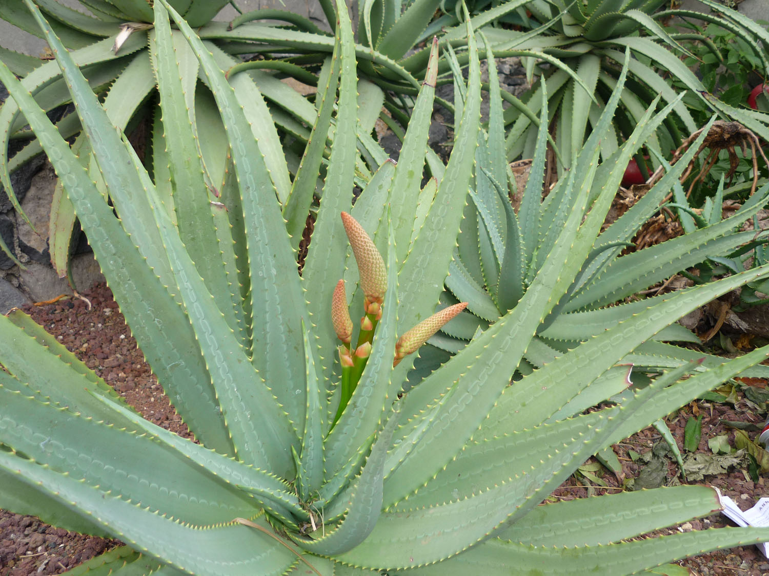 aloe vera nektar Organic Aloe Vera, Aloe, aloe barbadensis, cactus, succulent, live pla –  Desert Noir