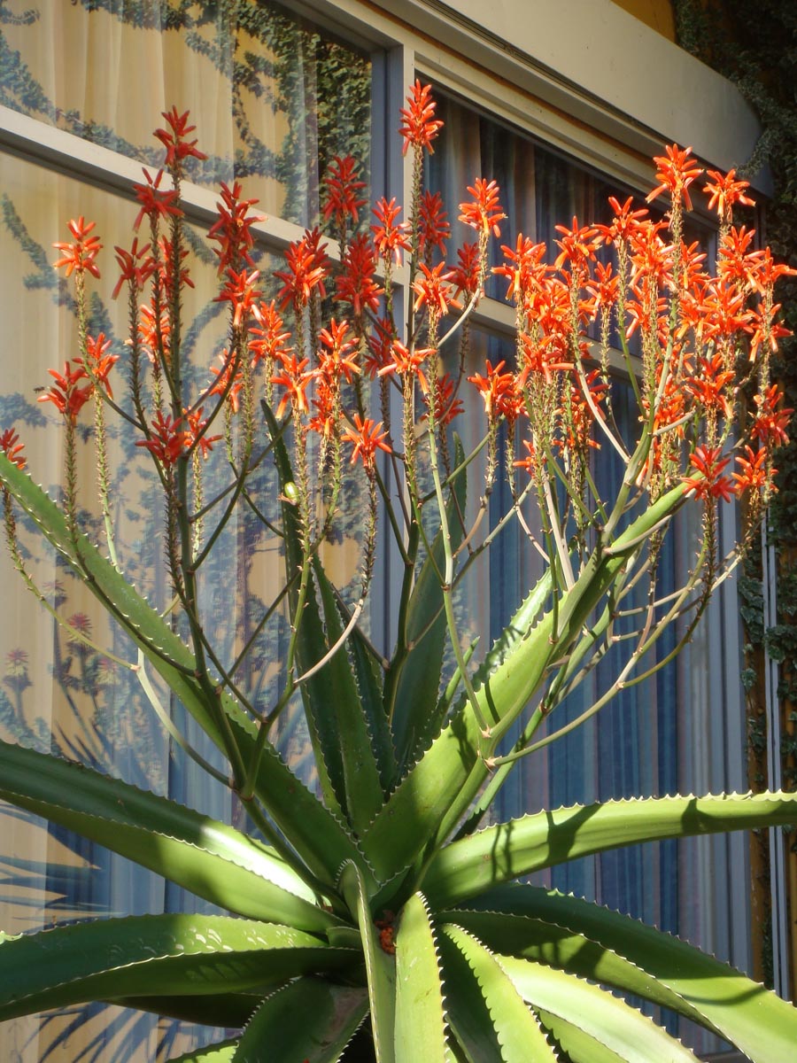 aloe vera droge Aloe Vera Gel after Sun, Shaving or IPL