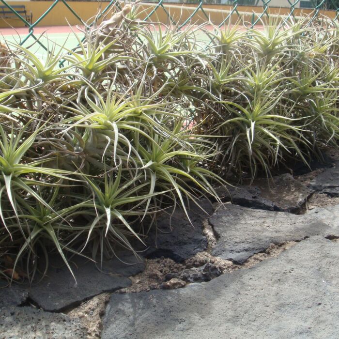 Air carnation, Air plant