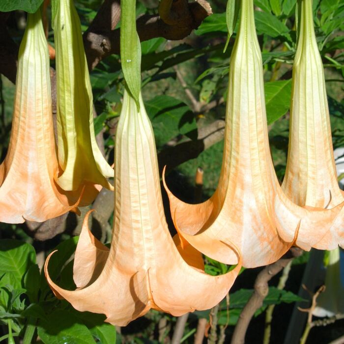 Angel’s trumpet
